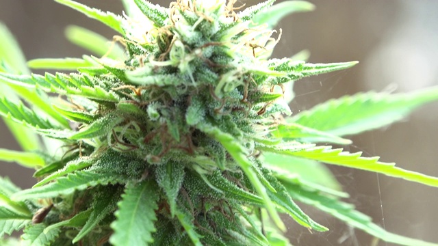 医用大麻的开花植物叶子视频下载