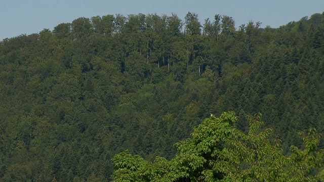 山上生长的树木视频素材