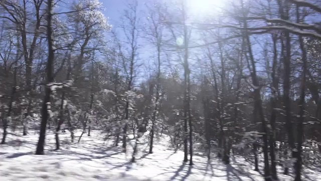 在加州的雪域森林里透过车窗看到的惊人景色视频下载