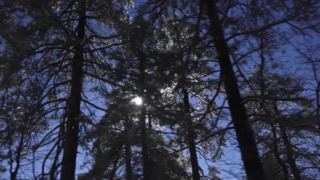 在加州，透过车窗看到的阳光透过树木视频下载