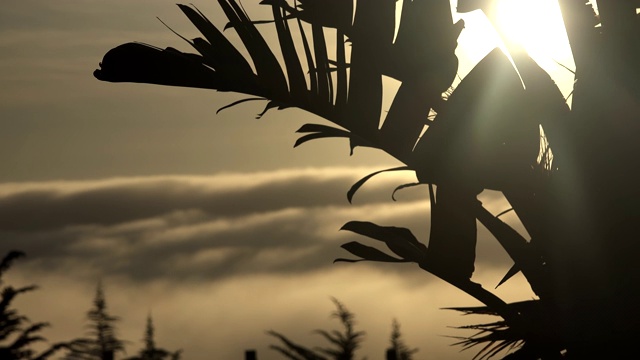 美丽的日落在缓慢流动的云与棕榈树在前景视频下载