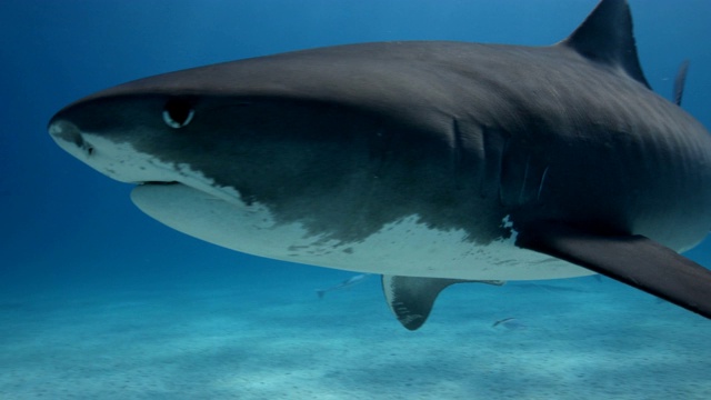 美国鲨鱼潜水视频下载