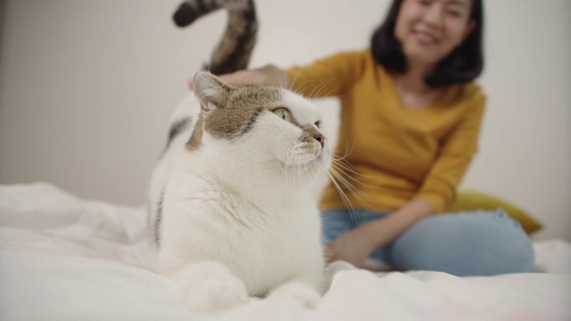 特写快乐的猫享受可爱的亚洲女人在卧室。视频素材