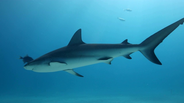蓝色水域的鲨鱼视频下载