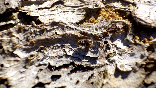 一只小小的黑甲虫在树干上爬视频素材