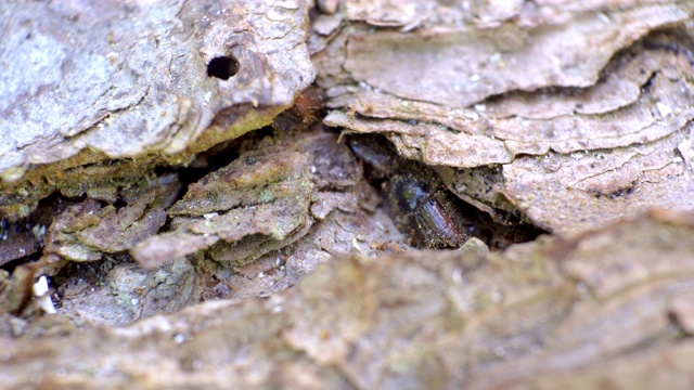 一只黑色的小甲虫在树干的洞里视频素材
