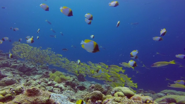 密克罗尼西亚帕劳群岛蓝角的蓝条纹鲷鱼和金字塔形蝴蝶鱼视频素材