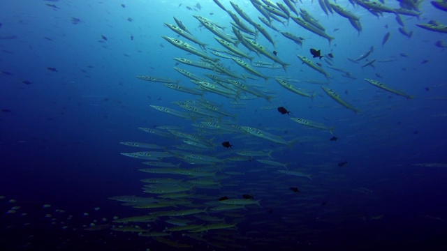 密克罗尼西亚的帕劳群岛蓝角的大型梭鱼群视频素材