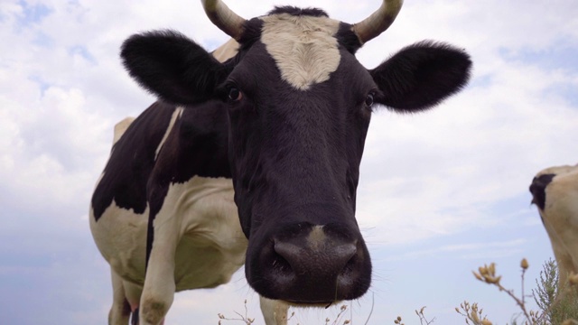 奶牛看着摄像机，闻了闻她。奶牛特写，4k视频素材