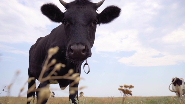 好奇的奶牛试图舔相机。在草地上吃草的奶牛，4k视频素材