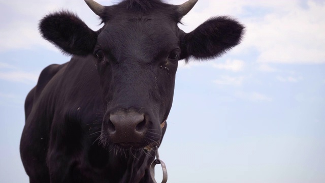 4k镜头，黑牛站在草地上。奶牛牧场视频素材