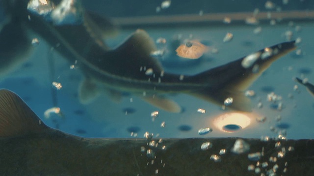 鲟鱼漂浮在水族馆里，气泡上升视频素材
