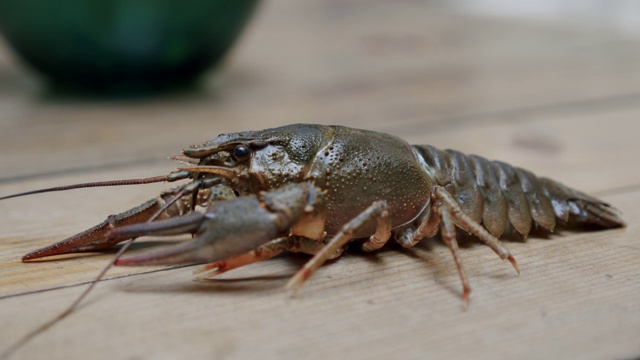 健康活泼的淡水龙虾或小龙虾在餐桌上散步。V3视频下载