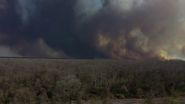 大火在森林里，燃烧着树木和草。自然火灾视频下载