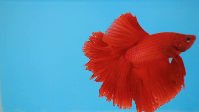 红暹罗格斗鱼。视频下载