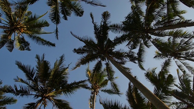 棕榈树在Pasut海滩/ Tabanan，巴厘岛，印度尼西亚视频下载