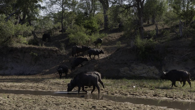 开普敦水牛在河床放牧视频下载