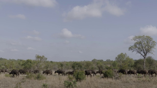 野牛群在大草原上行走视频下载