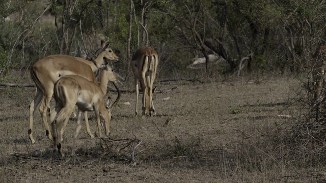 在灌木草原上吃草的黑斑羚视频下载