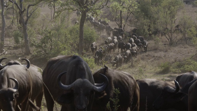 野牛群在大草原上行走视频下载