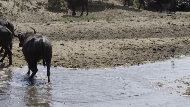 好望角水牛在河岸放牧视频下载