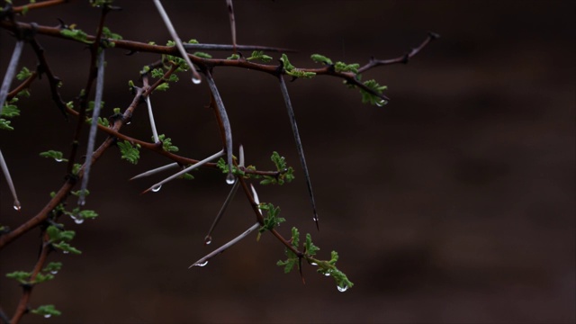 雨点落在非洲金合欢树上视频下载