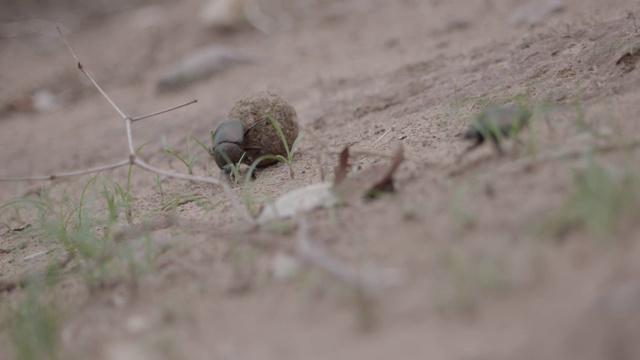 非洲蜣螂滚粪球，马拉马拉野生动物保护区，大克鲁格公园视频素材