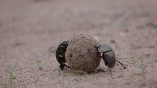 非洲蜣螂偷粪球，马拉马拉野生动物保护区，大克鲁格公园视频下载