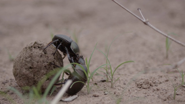 非洲蜣螂争夺粪球，马拉马拉野生动物保护区，大克鲁格公园视频素材