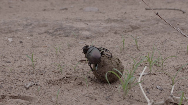 非洲蜣螂争夺粪球，马拉马拉野生动物保护区，大克鲁格公园视频素材