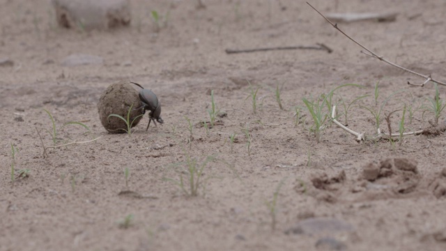 非洲蜣螂滚粪球，马拉马拉野生动物保护区，大克鲁格公园视频下载