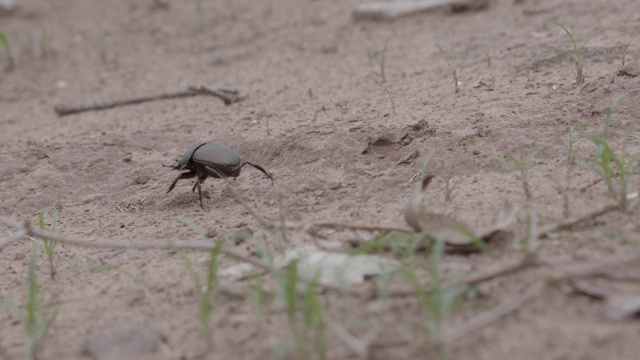 非洲蜣螂飞走了，马拉马拉野生动物保护区，大克鲁格公园视频下载