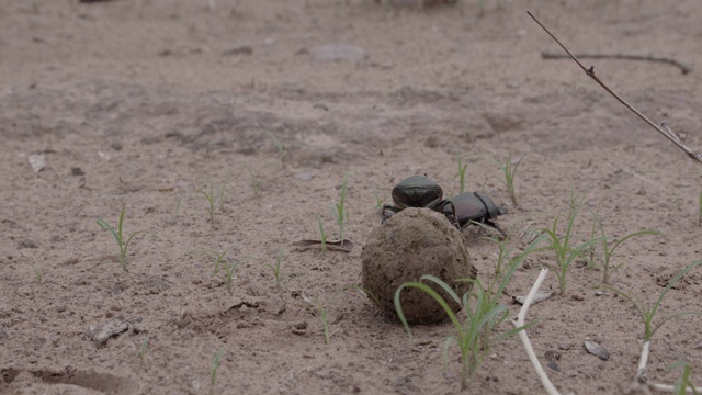 非洲蜣螂争夺粪球，马拉马拉野生动物保护区，大克鲁格公园视频下载