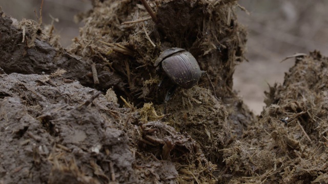 大象粪便上的非洲蜣螂，大克鲁格公园马拉马拉野生动物保护区视频素材