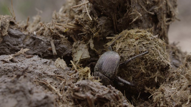 大象粪便上的非洲蜣螂，大克鲁格公园马拉马拉野生动物保护区视频素材
