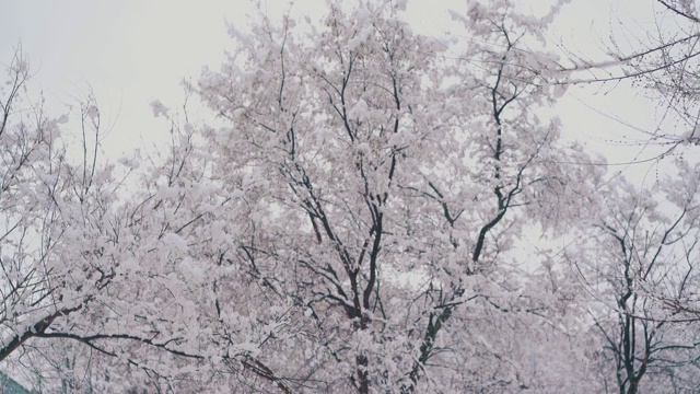 树高，枝干长，积雪厚视频下载
