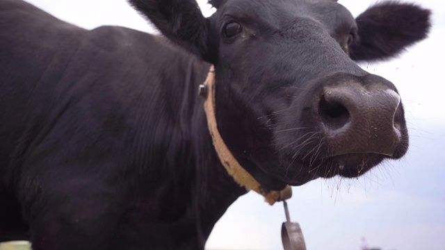 黑牛看着摄像机，嗅了嗅她。奶牛特写，4k视频素材