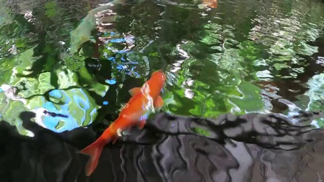 水里有锦鲤视频下载