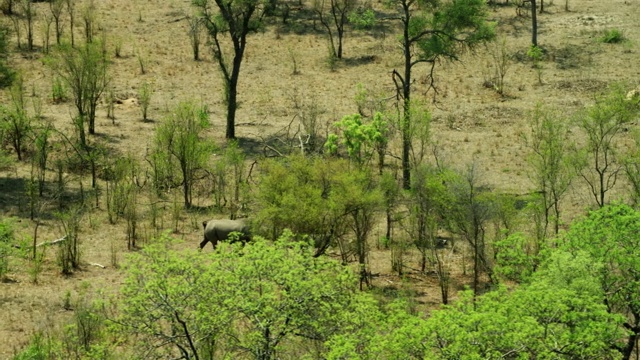 空中布法罗角镜头在沙河，大克鲁格公园，南非视频下载