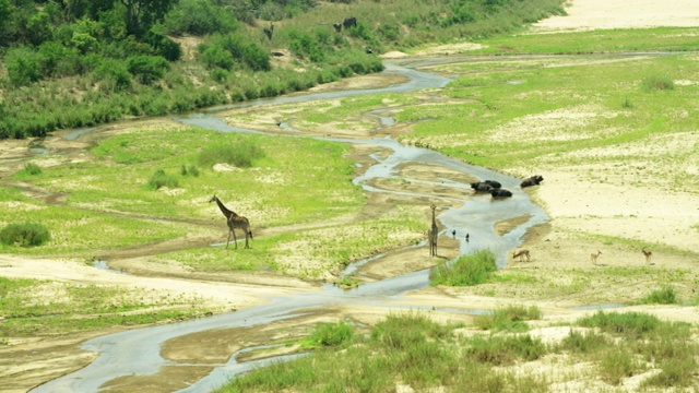 空中长颈鹿和水牛镜头沙河，大克鲁格公园，南非视频下载