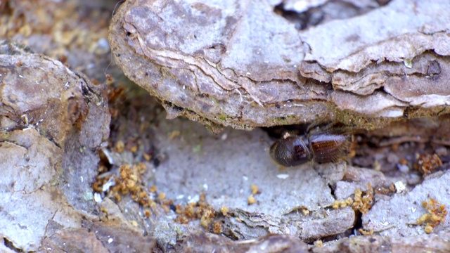 一只黑色闪亮的小甲虫爬得如此之快视频素材
