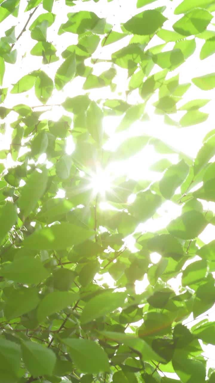 新鲜的绿色和强烈的阳光，初夏的形象视频素材