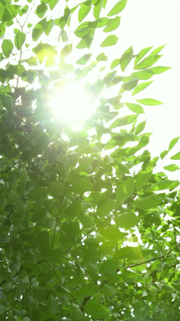 新鲜的绿色和强烈的阳光，初夏的形象视频素材