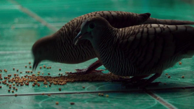鸽子吃食物的特写视频素材