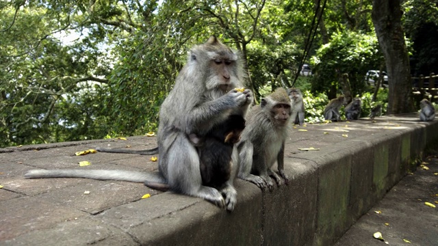 在石头上等待游客食物的猴子视频素材