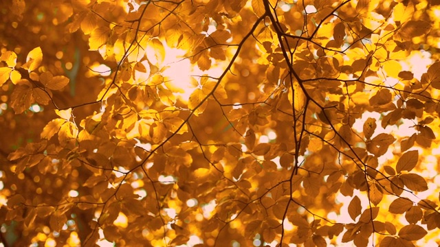秋叶之静美。阳光透过金色的秋树，鸟儿鸣叫视频素材