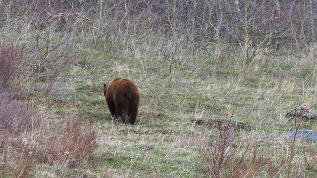 在冰川国家公园散步的灰熊视频下载