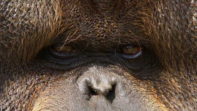 成年雄性猩猩的肖像视频下载