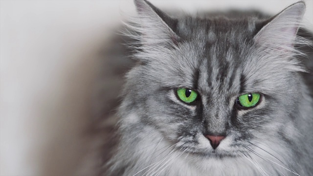 可爱的毛茸茸的灰色小猫视频素材