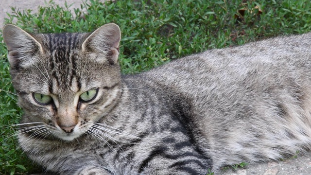 年轻的虎斑猫的脸和绿色的眼睛移动灰色的耳朵和低的头视频素材
